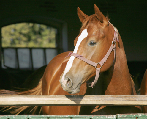 Horse shade shelter