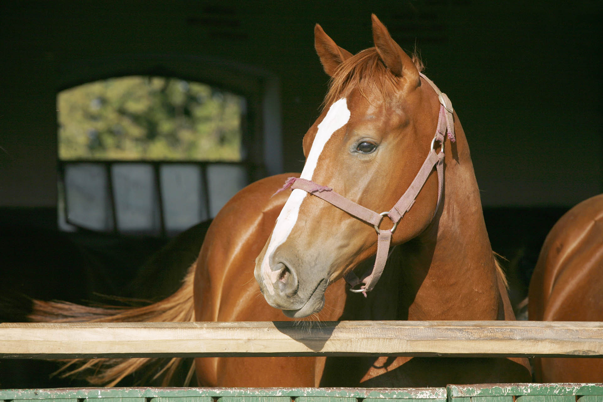 Horse Shelters: How QLD Shade Sheds Can Protect Livestock