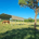 a horse eating grass in a field