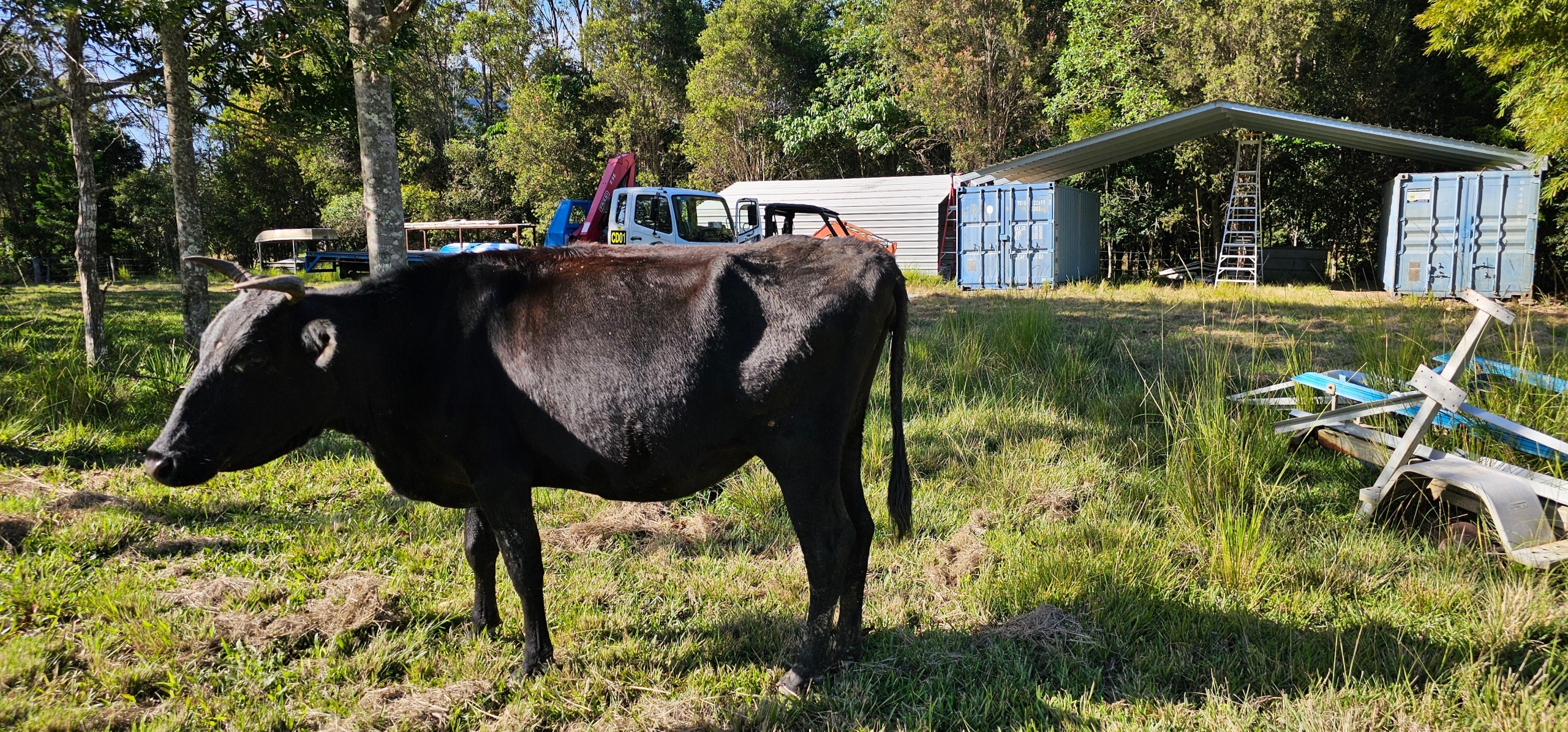 a cow standing in a field with a shed behind it