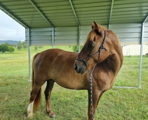 Brown horse standing under shelter